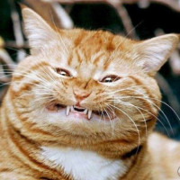 Korepetytor - test t. id:51167